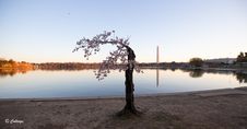 Cherry blossom bloom DC